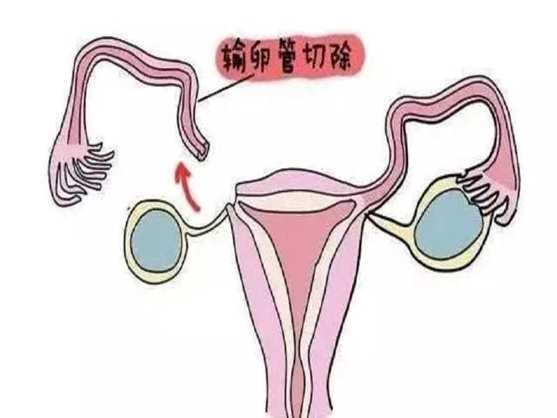 在广州私立医院做供卵试管的卵子是健康的吗?